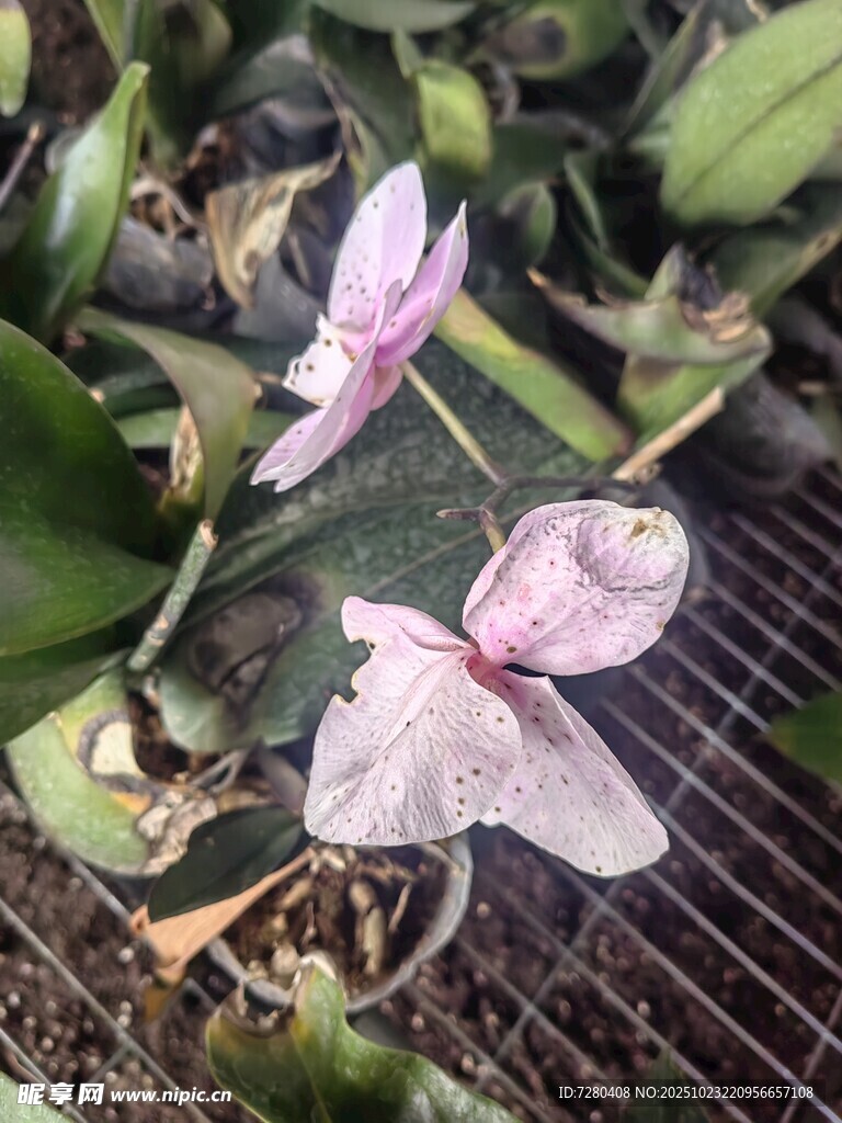 粉色蝴蝶兰绽放美丽姿态