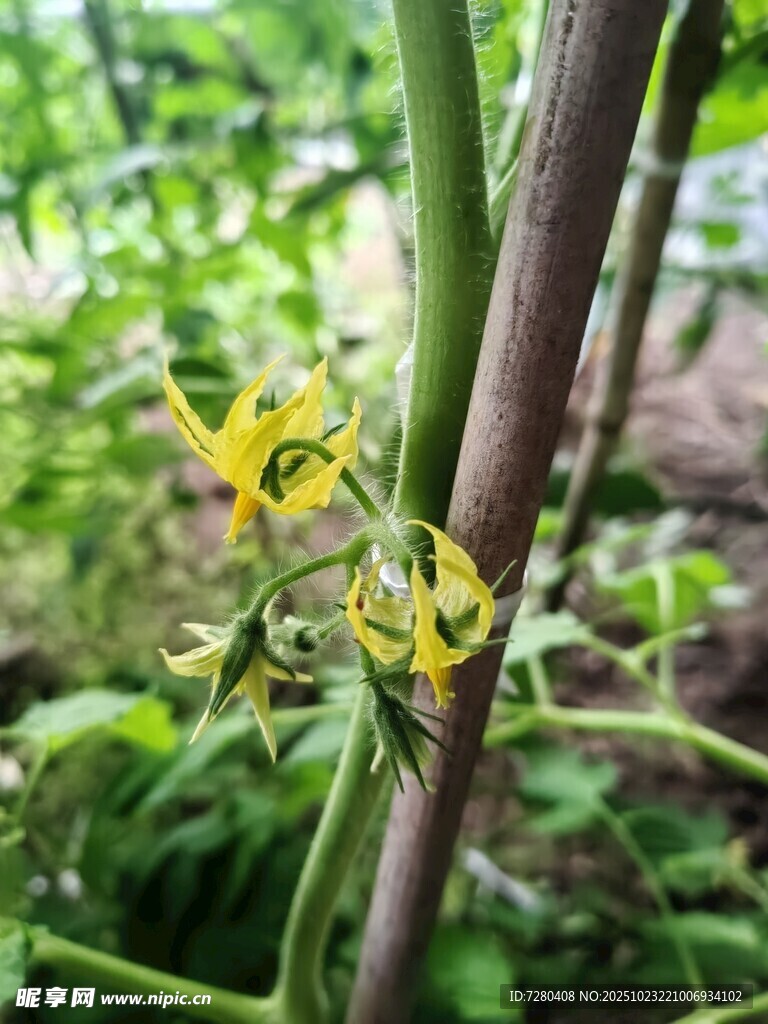 番茄植株上的黄色小花