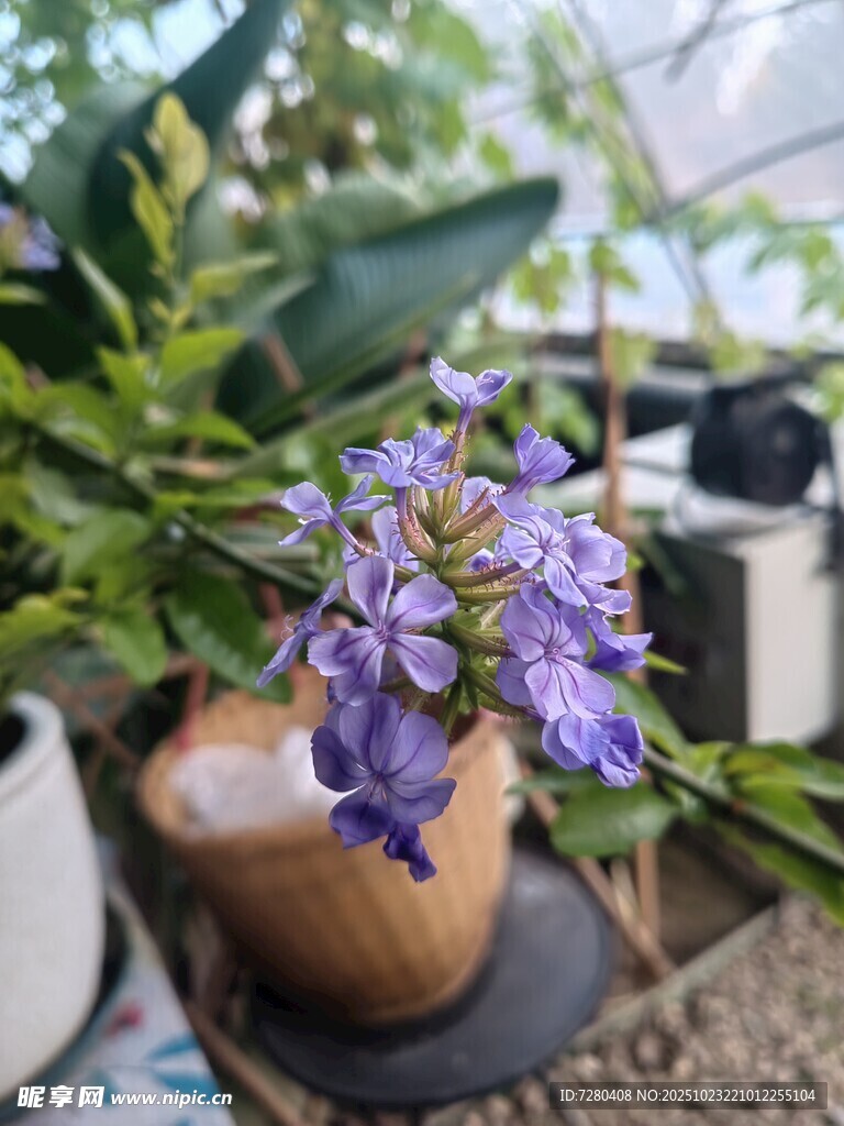 紫色花卉盆栽特写