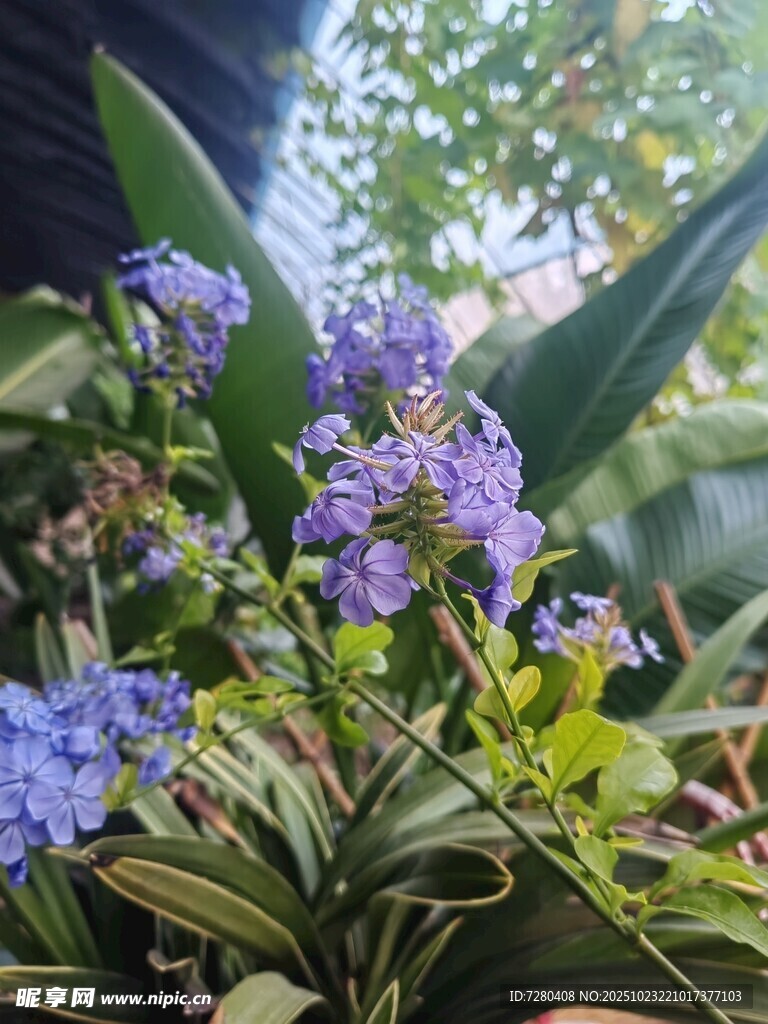蓝紫色花卉绽放于绿叶间