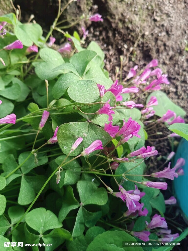 粉色小花绿叶植物特写