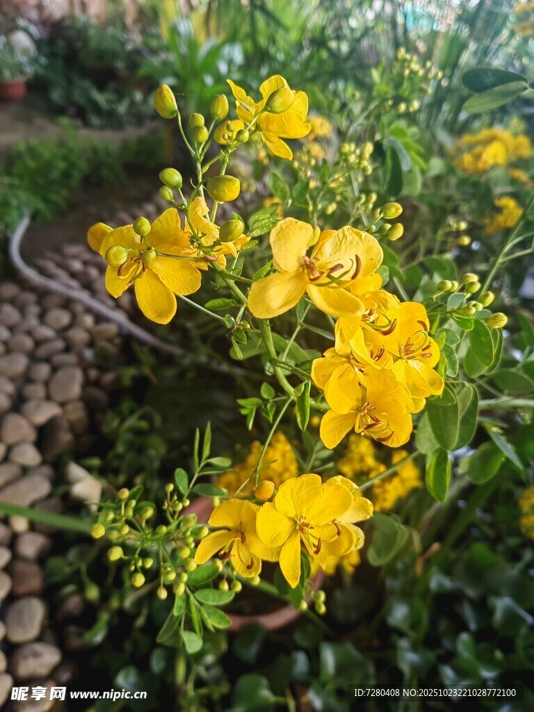 金黄小花绽放于绿植间