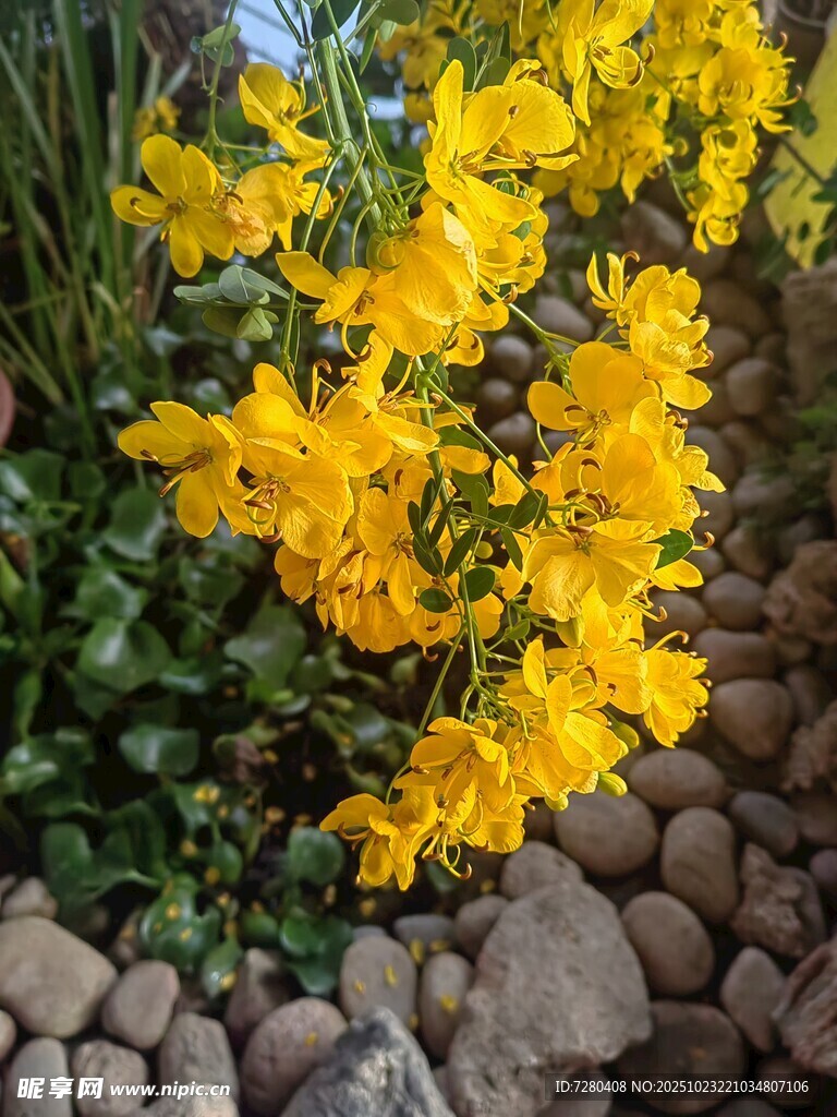 石边绽放的灿烂黄色花朵