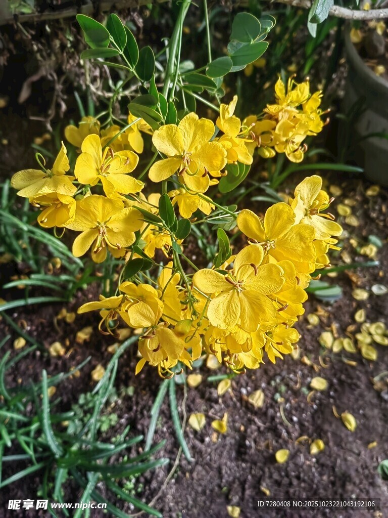 绽放的黄色小花