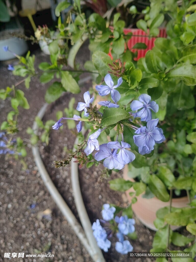 蓝花藤蔓绕软管