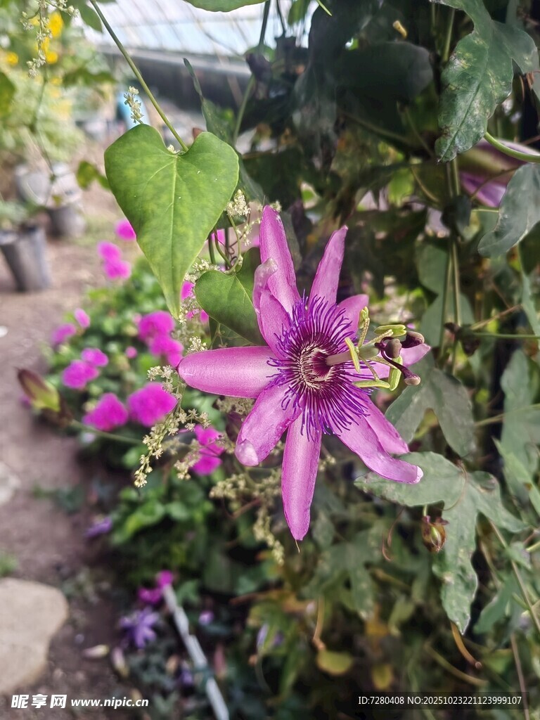 娇艳铁线莲绽放于花园