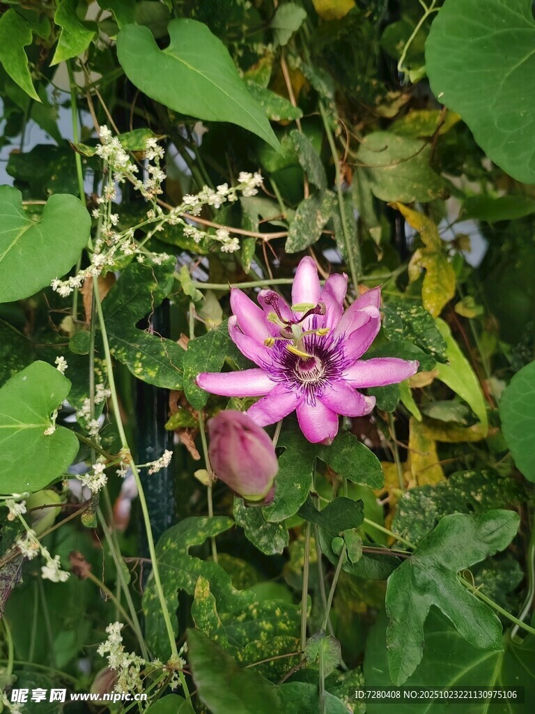 娇艳绽放的紫色西番莲花朵