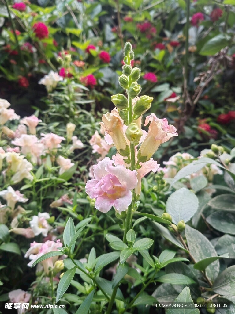多彩花卉绽放生机