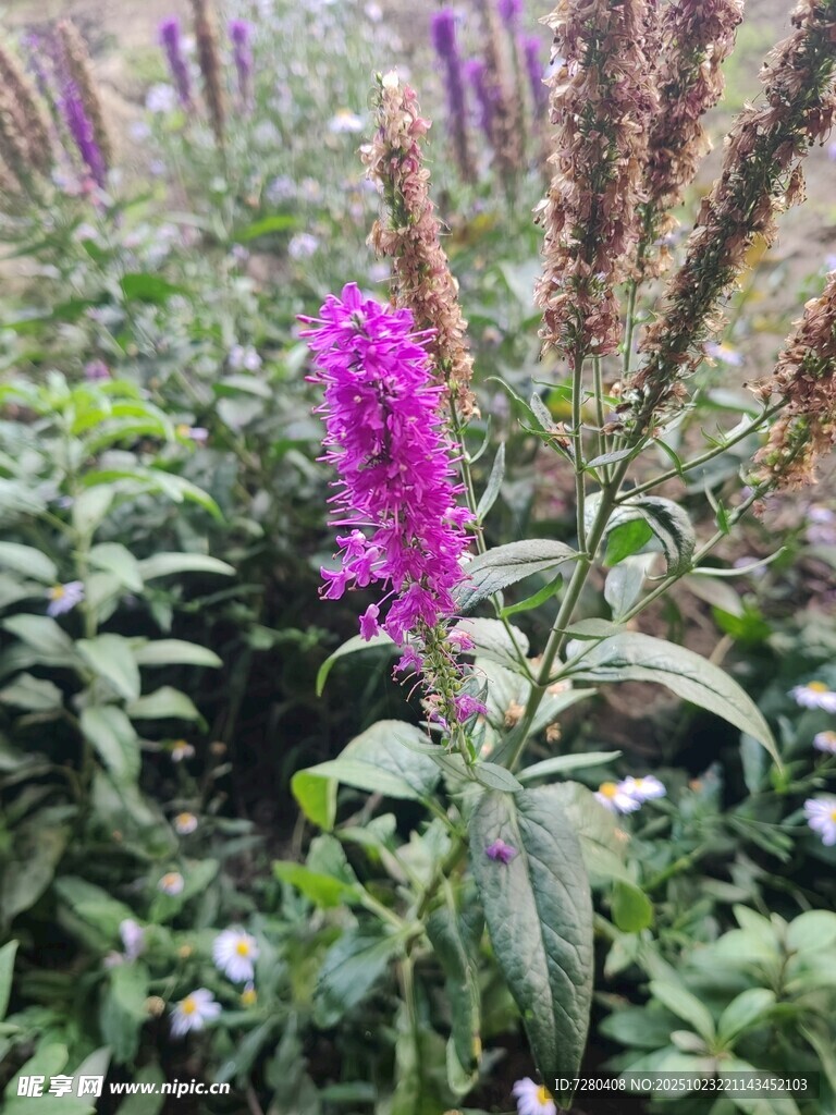 紫色花卉绽放于绿植间
