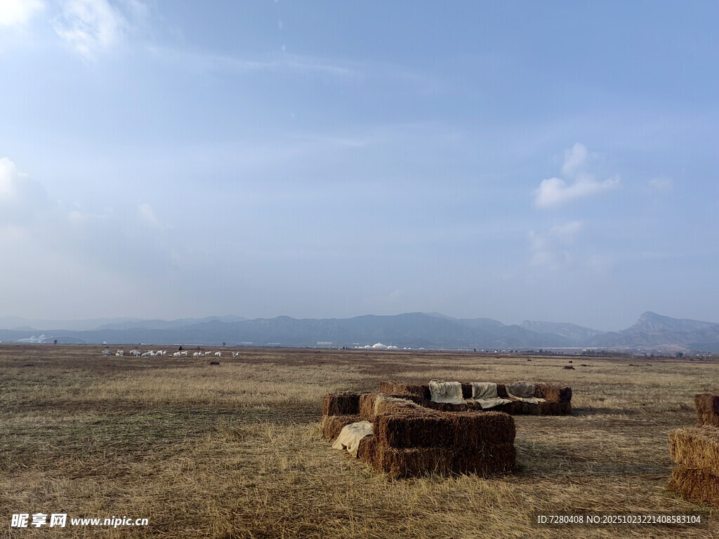 草原旷野中的牲畜场景