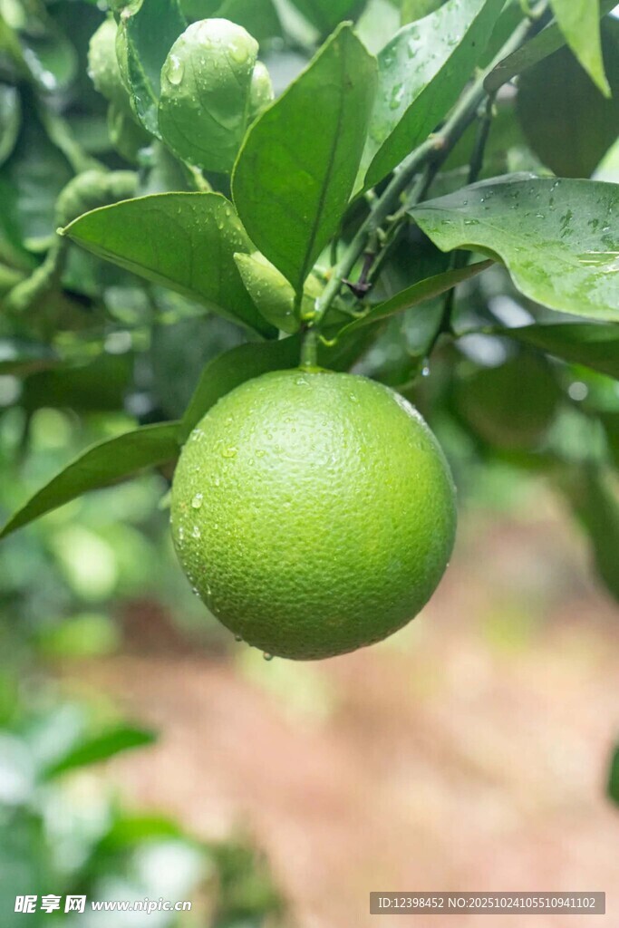 枝头青柠