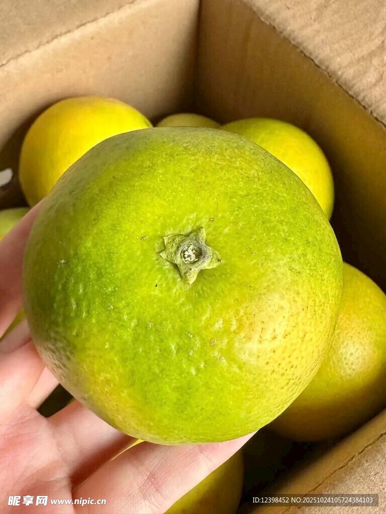 手捧青皮柑橘于纸箱中