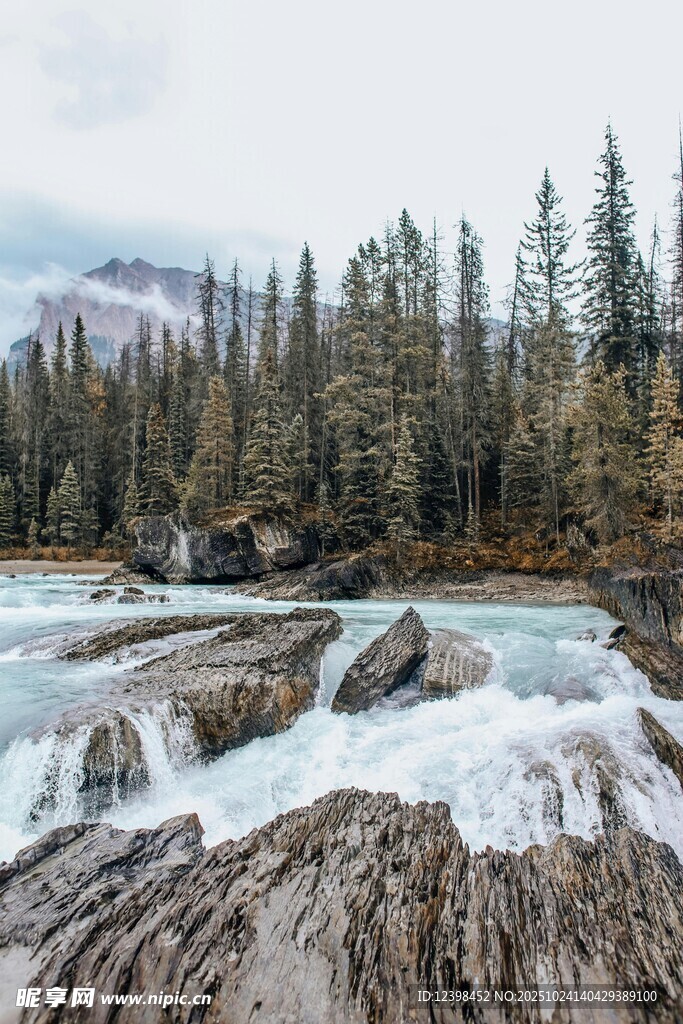 山间激流与茂密森林景观