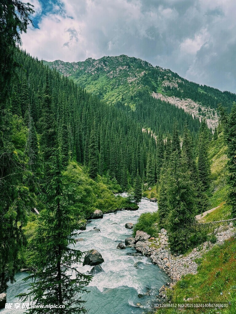山间溪流旁的葱郁森林