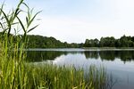湖畔葱郁草木与宁静湖水