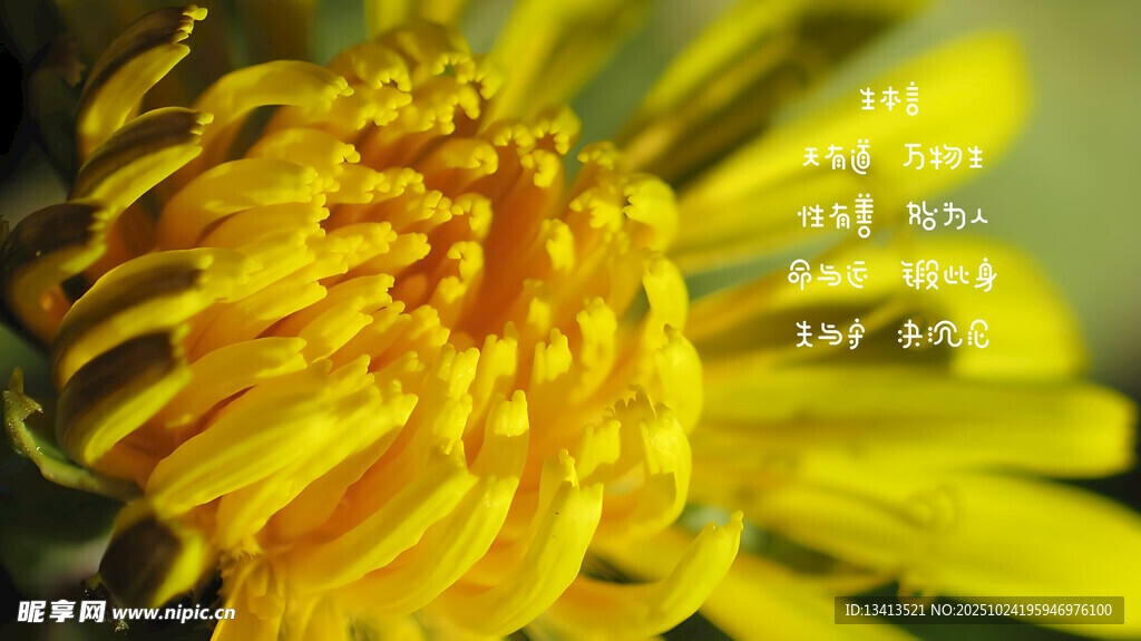 黄色菊花特写 壁纸