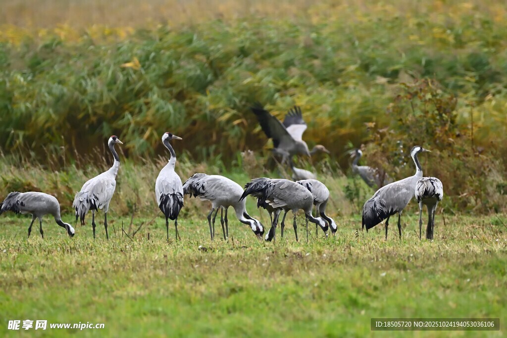 草地上的一群灰鹤