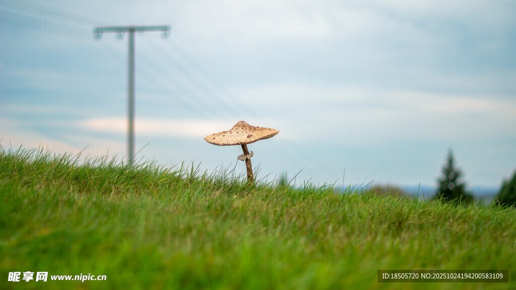 草地上的孤独蘑菇