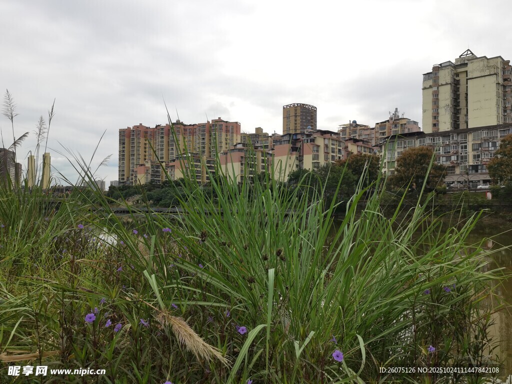 荒废草地旁的老旧建筑群