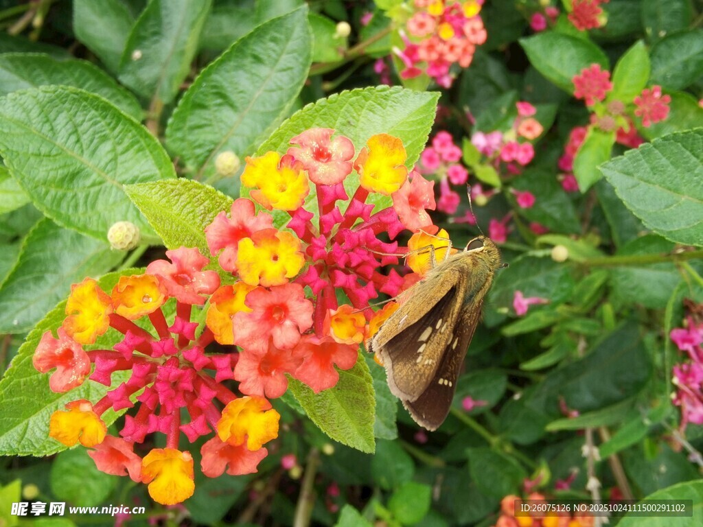 多彩花丛中的小鸟