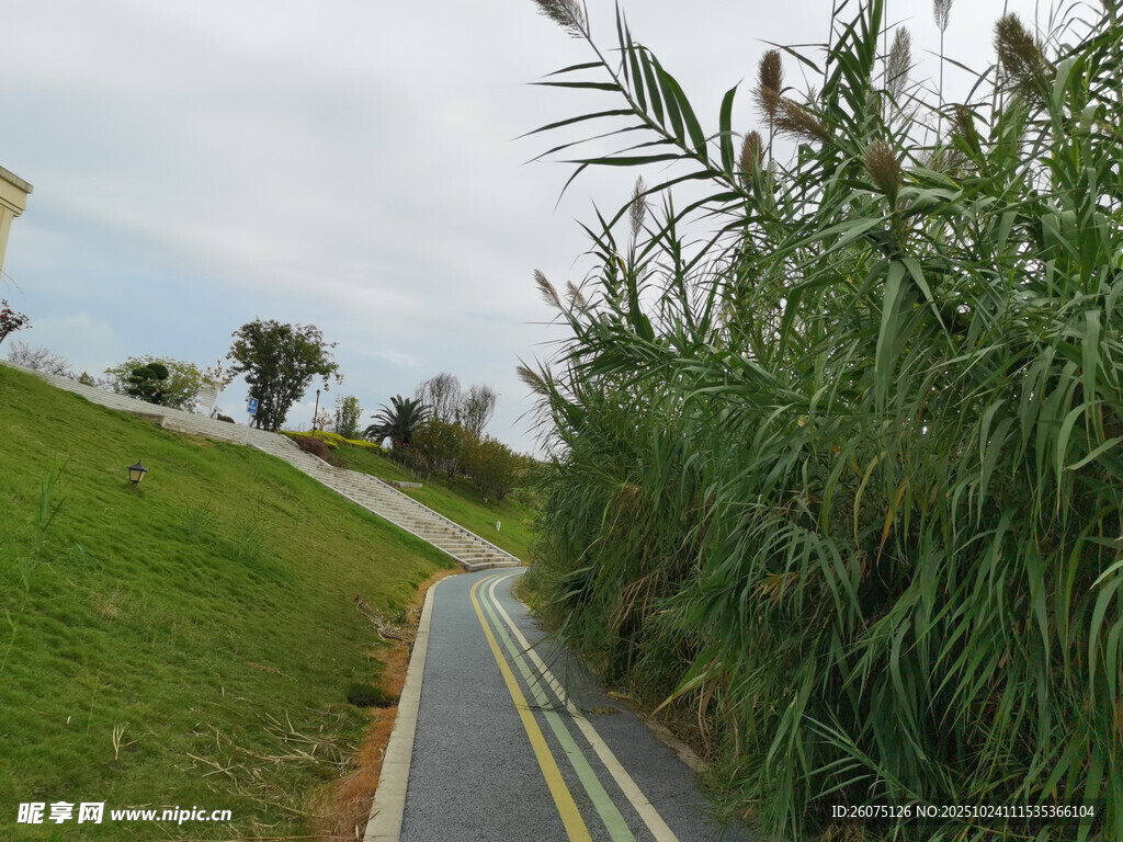 郊外小径旁的葱郁芦苇