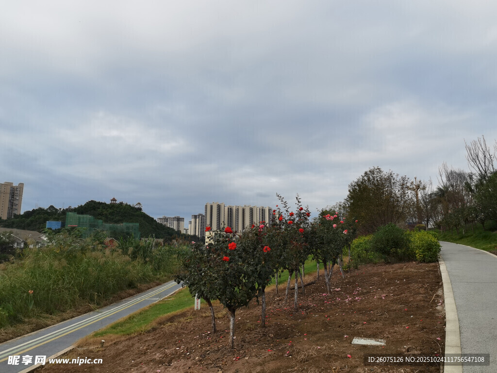 城郊小路旁的绿植景观