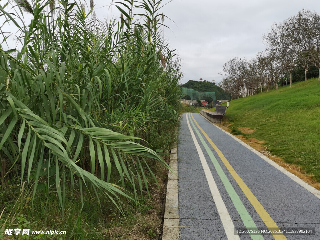 彩色步道旁的葱郁植物