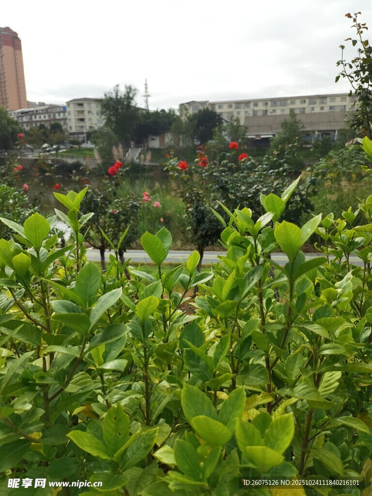 城市中繁茂的绿色植物