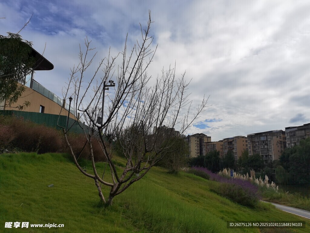 城郊草地旁的萧瑟树木