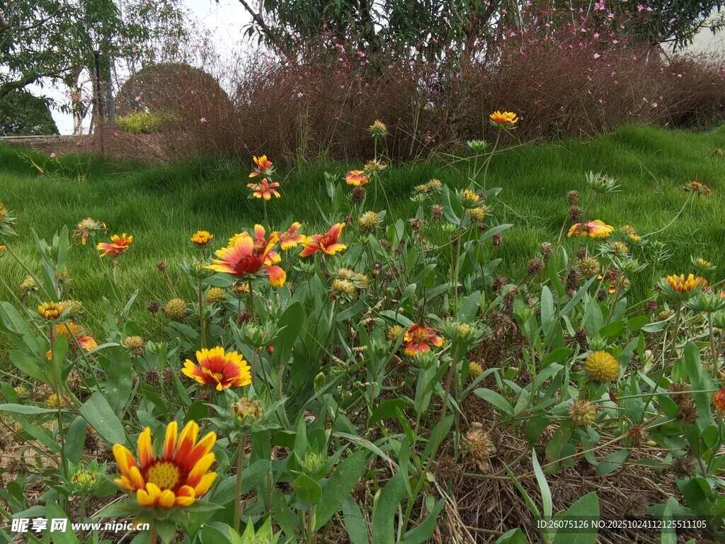 多彩花丛中的绚烂景致