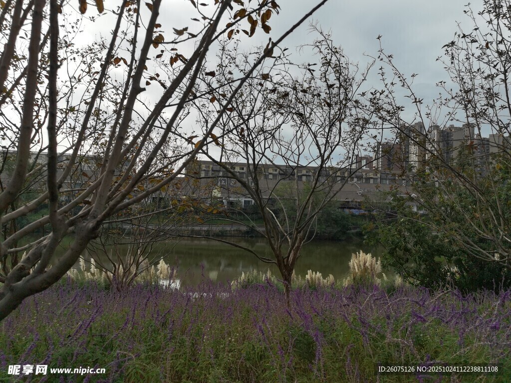 郊外紫色花丛与树木景观