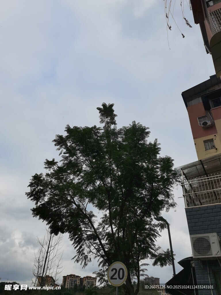 城市中独立的绿树