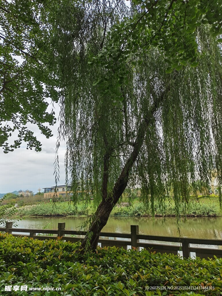 湖畔垂柳绿意盎然景致美
