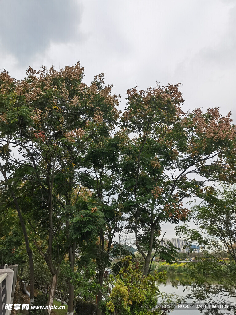 繁茂绿树自然清新景致