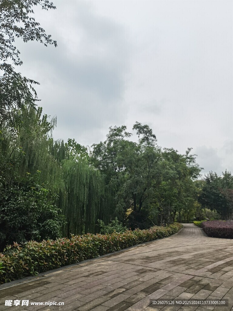 林间小径绿意盎然的景致