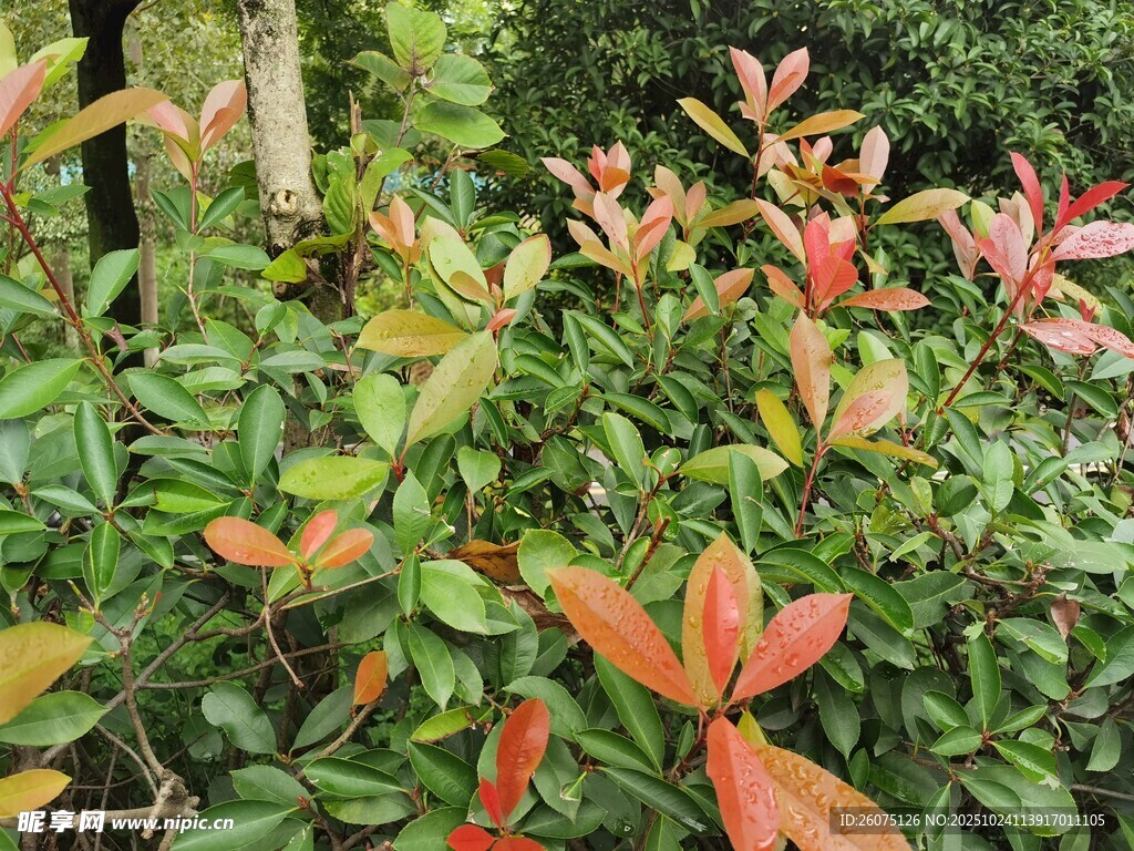 多彩叶片的植物景观