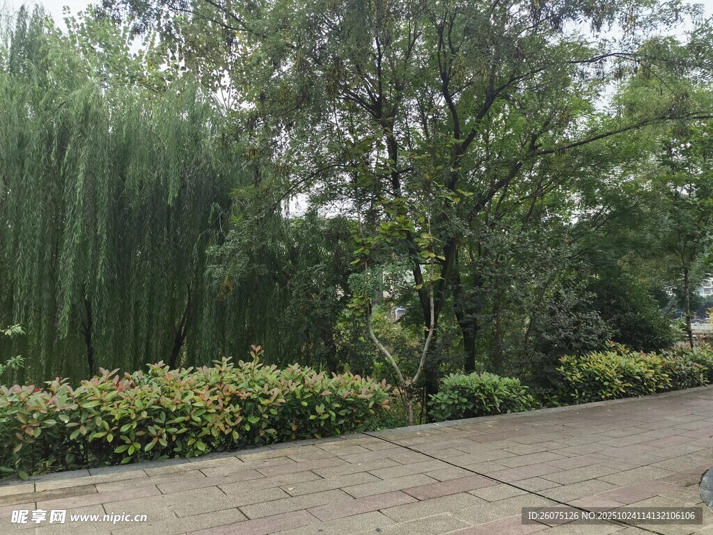 林荫小道旁的葱郁绿植