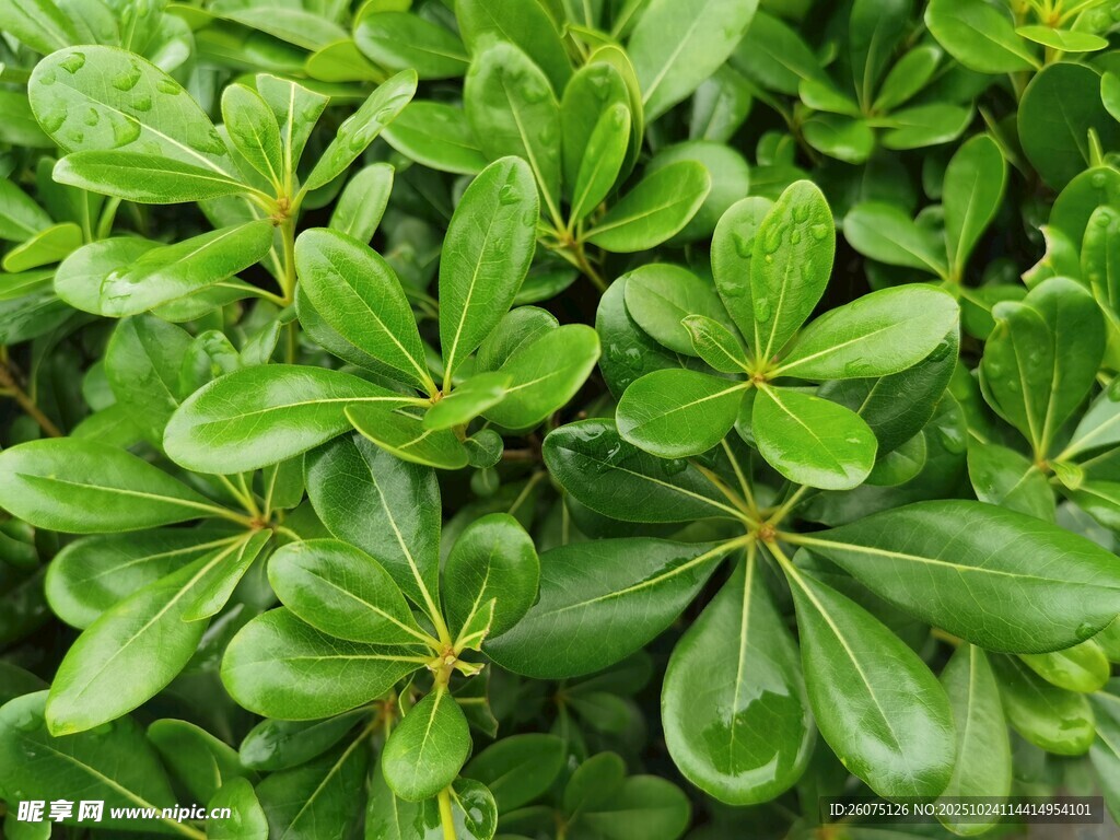 翠绿海桐叶特写