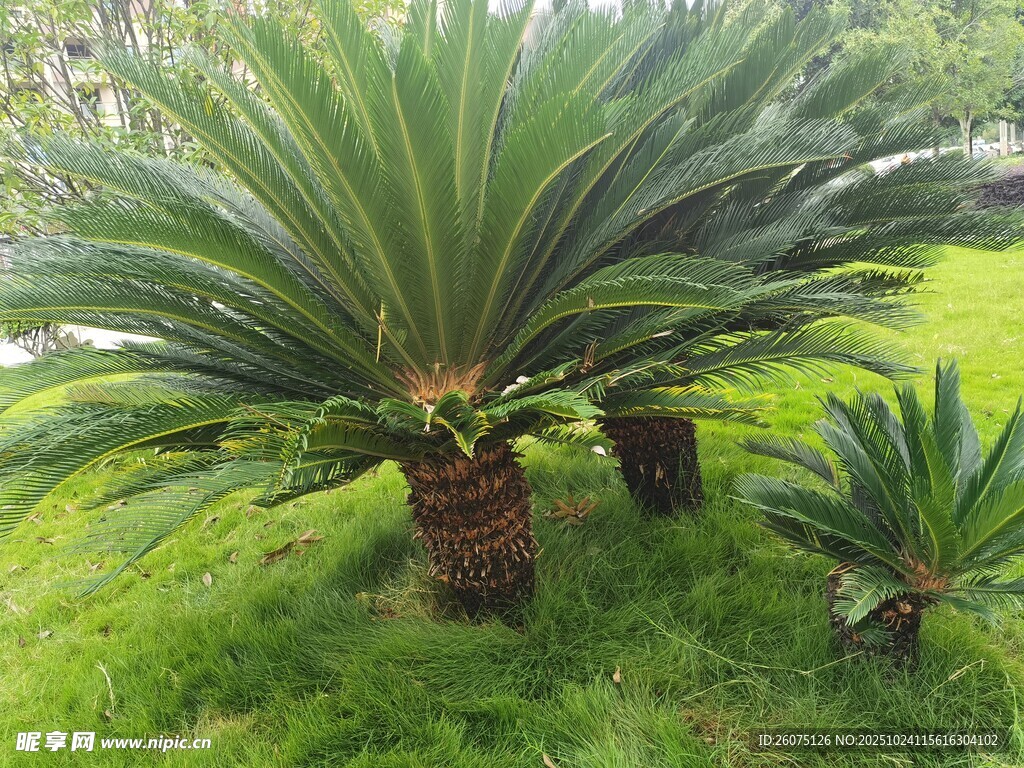 草地上的苏铁植物