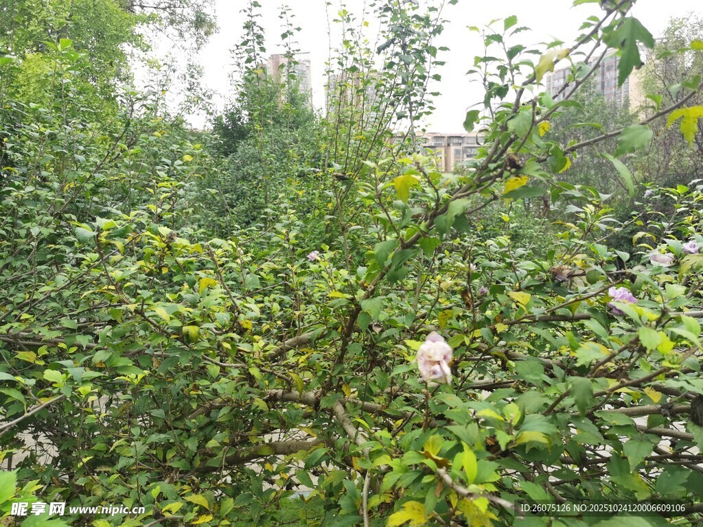 繁茂绿植中的娇艳花朵