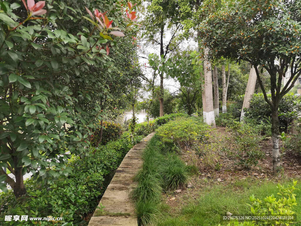 林间小径静谧自然景致