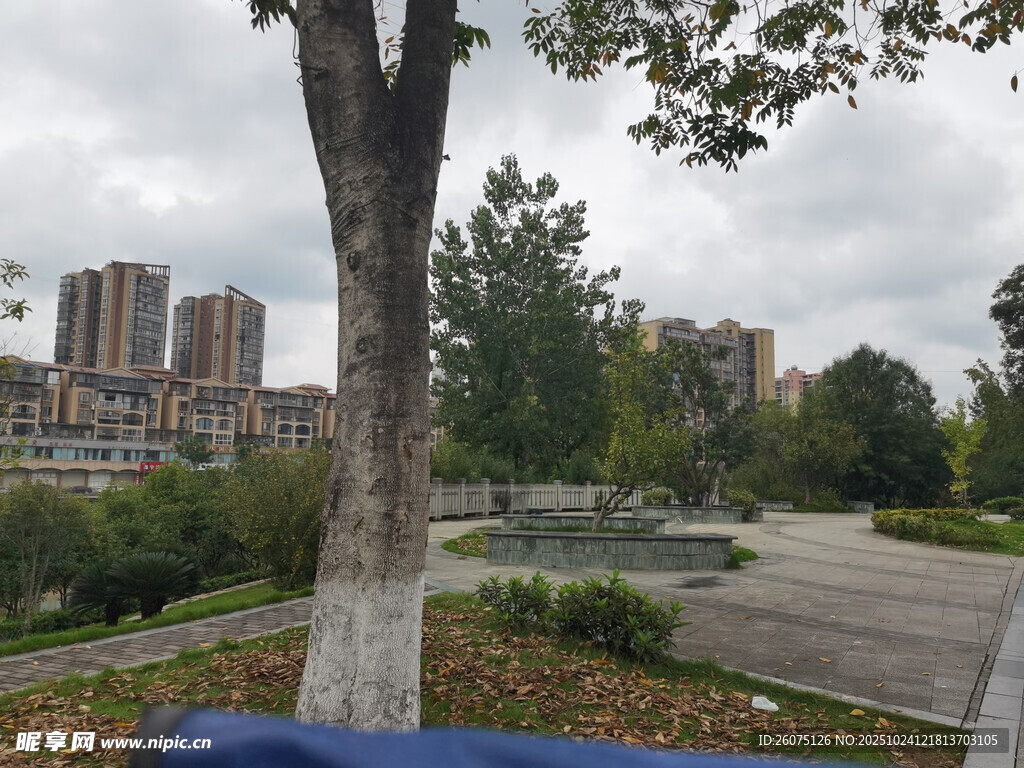 城市公园中的树木与建筑景观