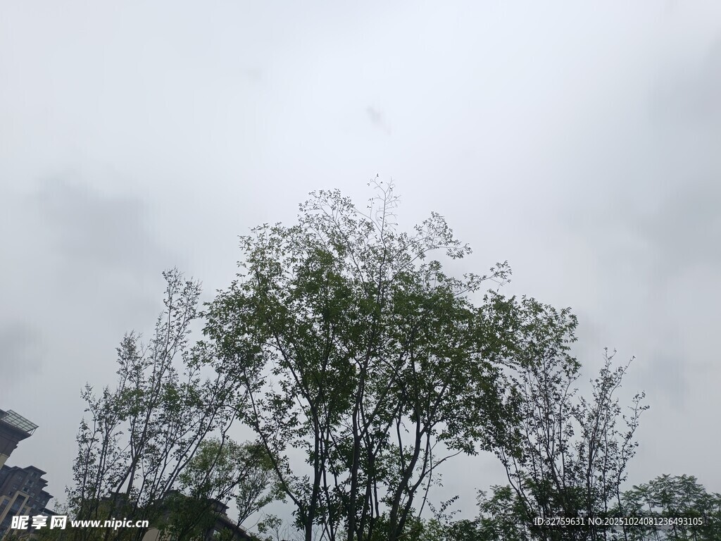 阴天中的葱郁树木