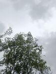 雨中树梢