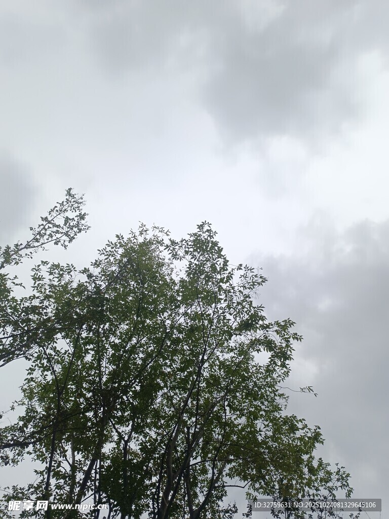 雨中树梢