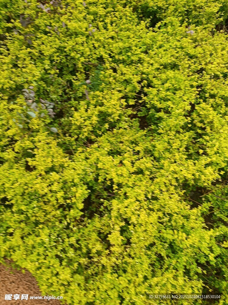 翠绿繁茂的黄色叶片植物