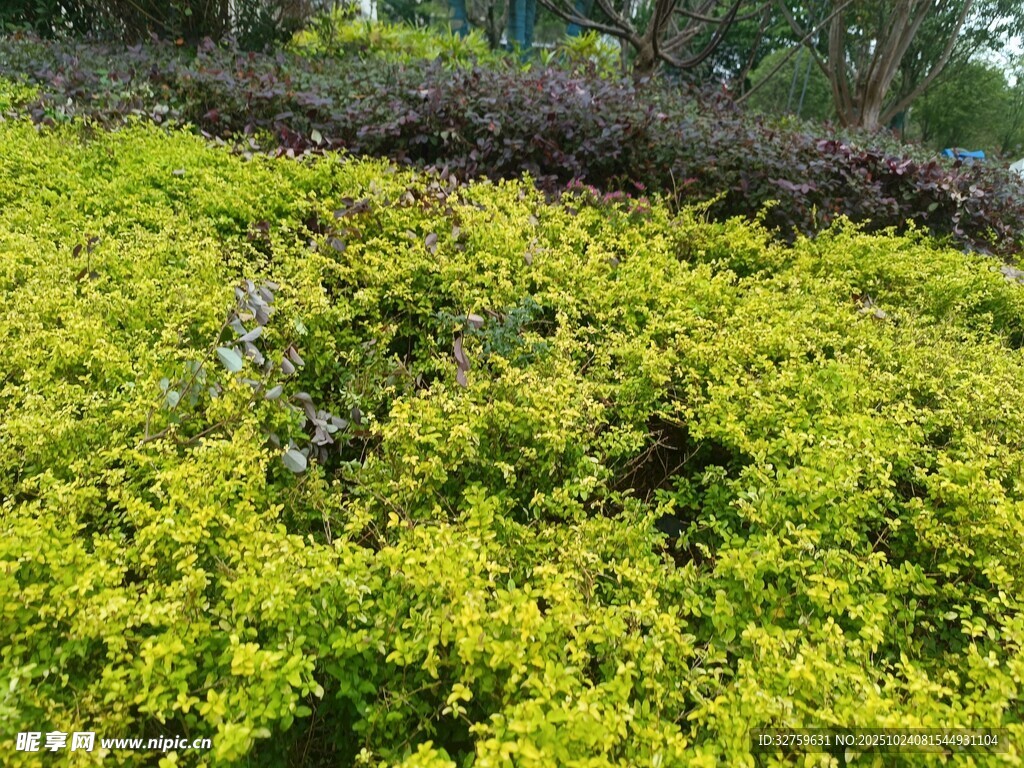 翠绿繁茂的植物景观
