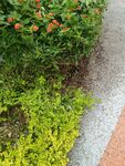 路边多彩绿植景观
