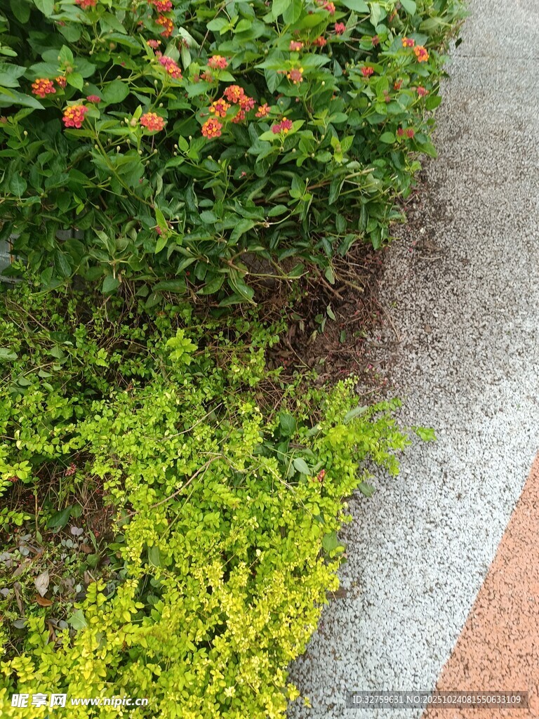 路边多彩绿植景观