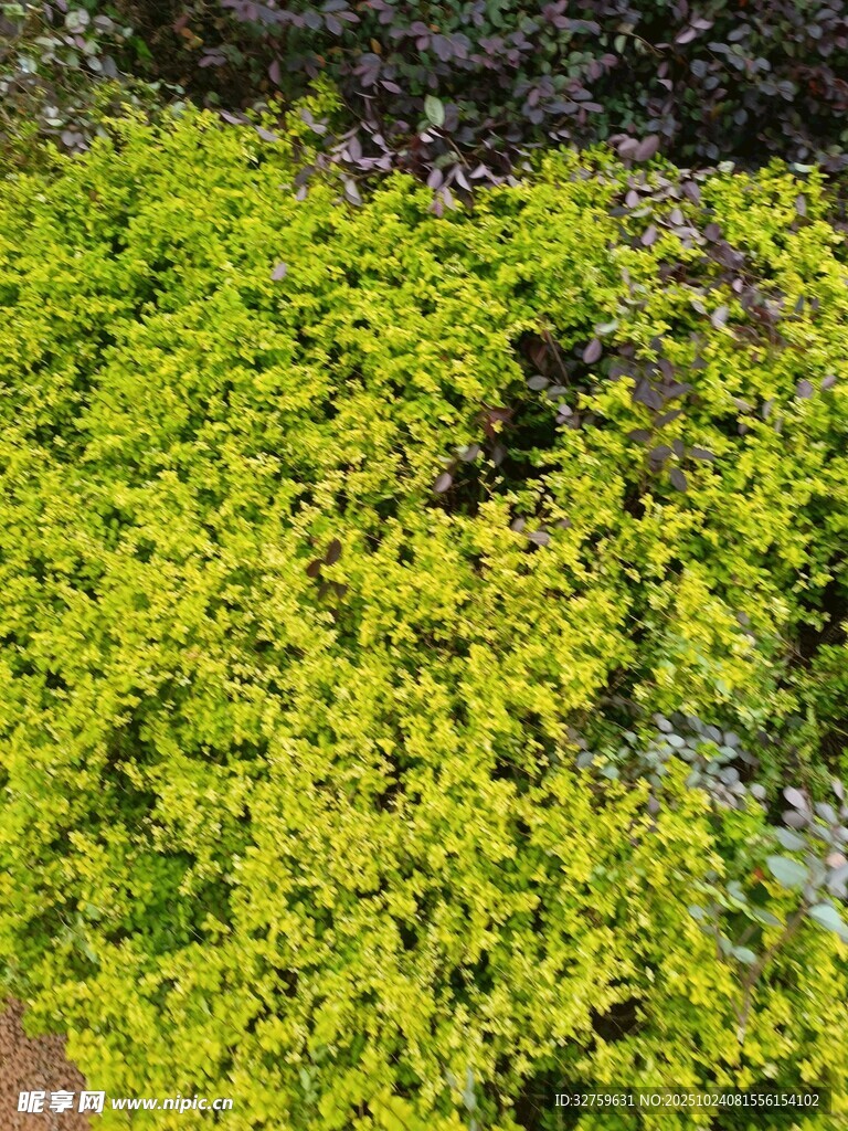 翠绿繁茂的植物景观